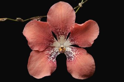 Ch'ien Lee - Orchid flower, Sabah, Borneo, Malaysia