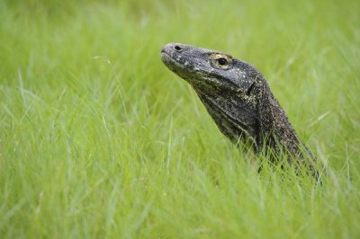 Ch'ien Lee - Komodo Dragon in grass, Nusa Tenggara, Indonesia