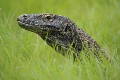 Ch'ien Lee - Komodo Dragon in grass, Nusa Tenggara, Indonesia