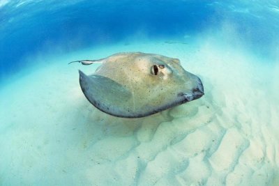 Hans Leijnse - Southern Stingray, Stingray City