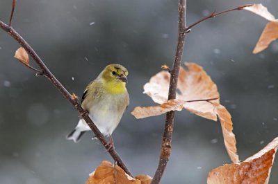 Scott Leslie - American Goldfinch in winter, Canada