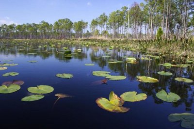 Scott Leslie - Lake with lily pads, southern Florida