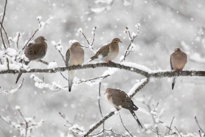 Scott Leslie - Mourning Dove group in winter, Nova Scotia, Canada