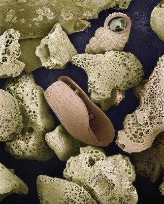 Albert Lleal - Foraminiferans, molluscs and other bryozoans found on beach in Formentera, Balearic Islands, Spain