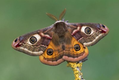 Thomas Marent - Emperor Moth, Switzerland