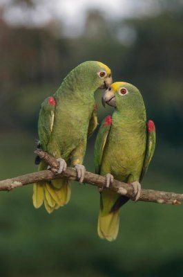 Thomas Marent - Yellow-crowned Parrot pair, Venezuela