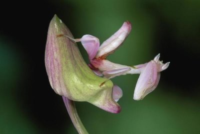 Thomas Marent - Orchid Mantis camouflaged on flower, Borneo, Malaysia