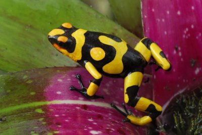 Thomas Marent - Harlequin Poison Dart Frog on bromeliad, Cauca, Colombia