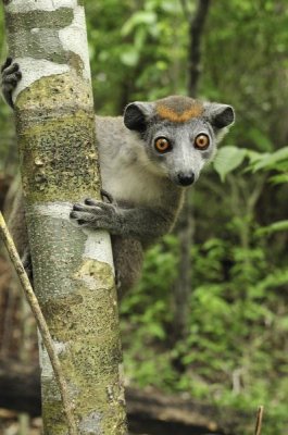 Thomas Marent - Crowned Lemur female, Ankarana Special Reserve, Madagascar