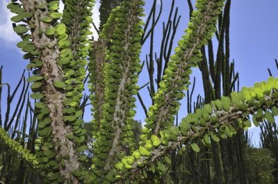 Thomas Marent - Madagascan Ocotillo, Spiny Forest, Berenty Private Reserve, Madagascar