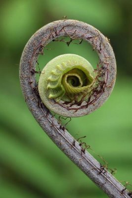 Thomas Marent - Young rolled-up fern fiddlehead, Braulio Carrillo National Park, Costa Rica