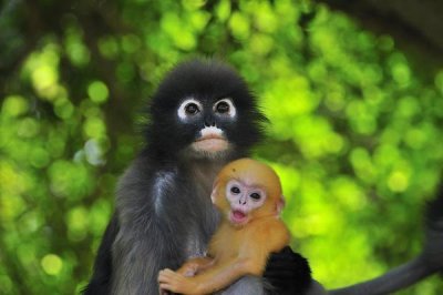 Thomas Marent - Dusky Leaf Monkey mother with baby, Khao Sam Roi Yot National Park, Thailand