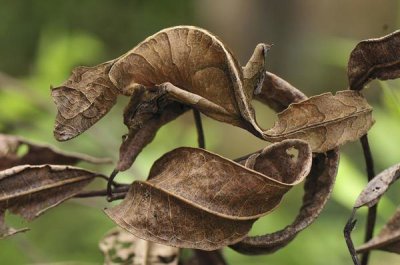 Thomas Marent - Fantastic Leaf-tail Gecko mimicking leaves, Andasibe-Mantadia National Park, Madagascar