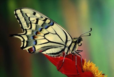 Jef Meul - Oldworld Swallowtail side view, Europe