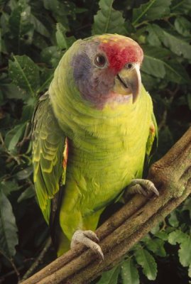 Claus Meyer - Red-tailed Amazon portrait, Atlantic Forest ecosystem, Brazil