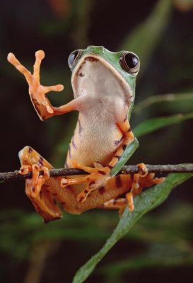 Claus Meyer - Tiger-striped Leaf Frog also known as Barred Leaf Frog, waving, Amazon rainforest, Brazil