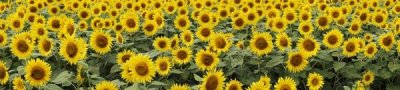 Hiroya Minakuchi - Common Sunflower, Yamanashi, Japan