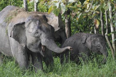 Hiroya Minakuchi - Asian Elephant mother and baby, Saba, Malaysia