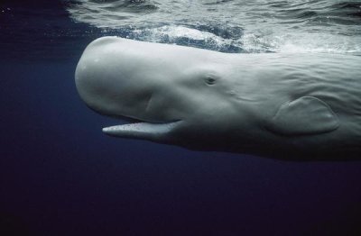 Hiroya Minakuchi - White Sperm Whale portrait, Azores Islands, Portugal