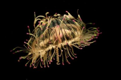 Hiroya Minakuchi - Flower Hat Jelly, native to Brazil, Argentina and Japan