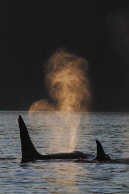 Hiroya Minakuchi - Orca resident pod spouting, Prince William Sound, Alaska