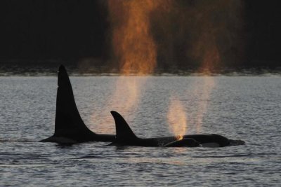 Hiroya Minakuchi - Orca resident pod spouting, Prince William Sound, Alaska