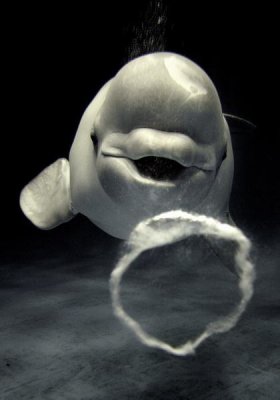 Hiroya Minakuchi - Beluga whale blowing toroidal bubble ring, Shimane Aquarium, Japan