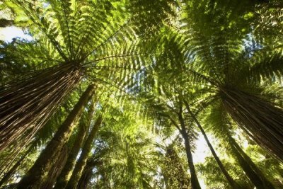 Colin Monteath - Tree Fern forest near Haast Pass, New Zealand