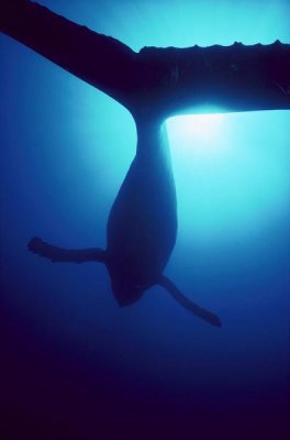 Flip Nicklin - Humpback Whale male singing underwater, Maui, Hawaii
