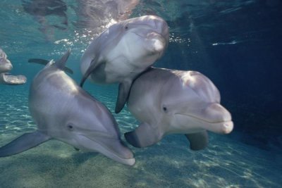 Flip Nicklin - Bottlenose Dolphin trio underwater, Waikoloa Hyatt, Hawaii