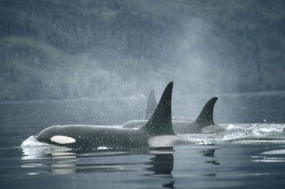 Flip Nicklin - Orca group surfacing, Johnstone Strait, British Columbia, Canada