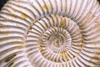 Pete Oxford - Fossil of Ammonite, Madagascar