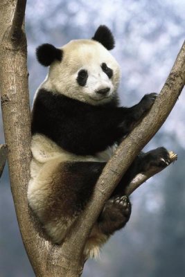 Pete Oxford - Giant Panda Wolong Valley, China