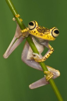 Pete Oxford - Chachi Tree Frog, northwest Ecuador