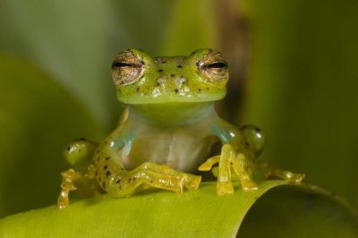 Pete Oxford - Emerald Glass Frog, northwest Ecuador