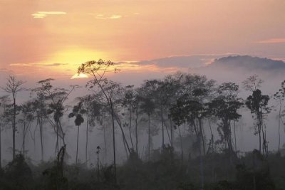 Pete Oxford - River edge at dawn, Lower Urubamba River, Amazon, Peru