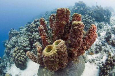 Pete Oxford - Brown Tube Sponge, Bonaire, Netherlands Antilles, Caribbean