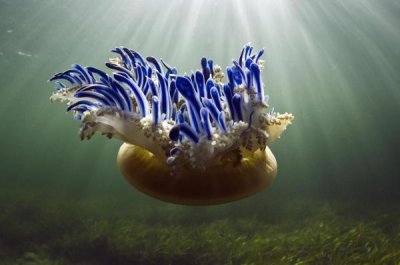 Pete Oxford - Upside-down Jellyfish, Jardines de la Reina National Park, Cuba