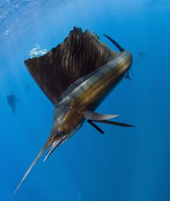 Pete Oxford - Atlantic Sailfish hunting Round Sardinella, Isla Mujeres, Mexico