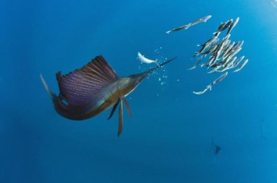 Pete Oxford - Atlantic Sailfish hunting Round Sardinella, Isla Mujeres, Mexico