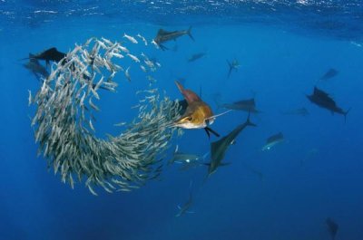 Pete Oxford - Atlantic Sailfish group hunting Round Sardinella, Isla Mujeres, Mexico