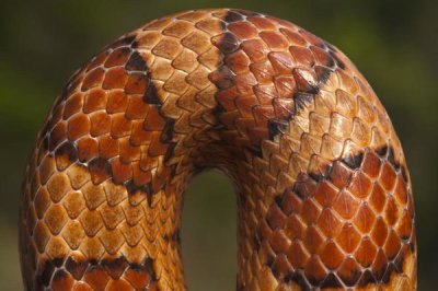 Pete Oxford - Cornsnake scale pattern, native to southeastern and central United States