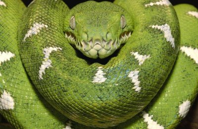 Pete Oxford - Emerald Tree Boa showing thermoreceptors between the labial scales, Amazon, Ecuador