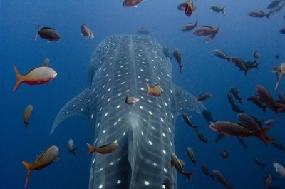 Pete Oxford - Whale Shark swimming with other tropical fish, Wolf Island, Galapagos Islands, Ecuador
