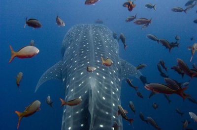 Pete Oxford - Whale Shark swimming with other tropical fish, Wolf Island, Galapagos Islands, Ecuador