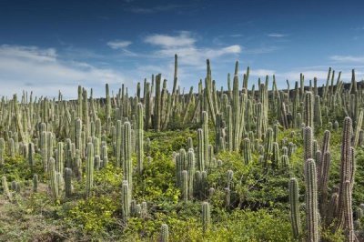 Pete Oxford - Pitayo de Mayo cacti, Washington Slagbaai National Park, Bonaire, Netherlands Antilles, Caribbean