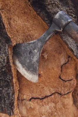 Pete Oxford - Cork Oak bark being harvested for wine corks and other products, San Vicente de Alcantara, Extremadura, Spain