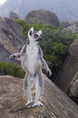 Pete Oxford - Ring-tailed Lemur male walking upright on rocks in the Andringitra Mountains, vulnerable, south central Madagascar