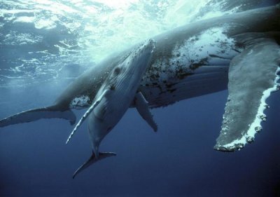 Mike Parry - Humpback Whale mother and calf, Tonga