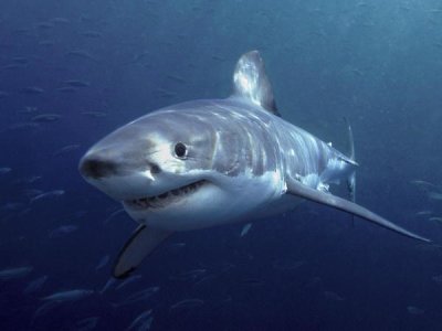 Mike Parry - Great White Shark, Neptune Islands, Australia